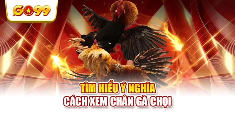 Tìm hiểu ý nghĩa cách xem chân gà chọi Tìm hiểu ý nghĩa cách xem chân gà chọi