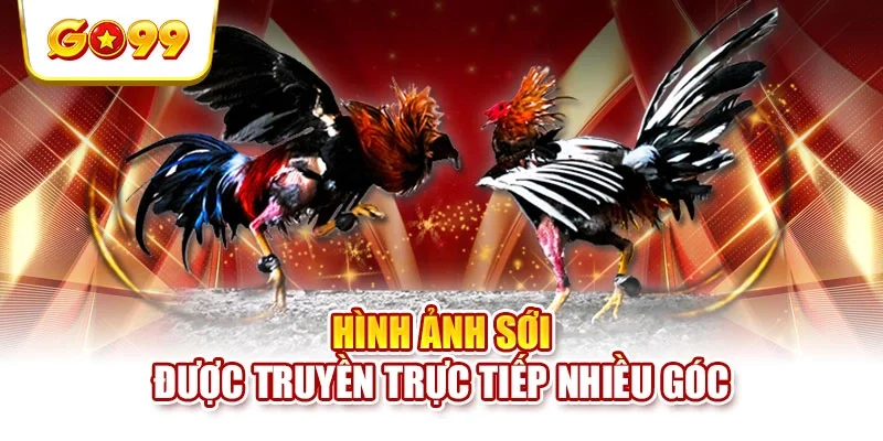 Hình ảnh sới được truyền trực tiếp nhiều góc Hình ảnh sới được truyền trực tiếp nhiều góc